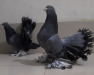 Pigeon / Kobutor / কবুতর / লক্ষ্যা